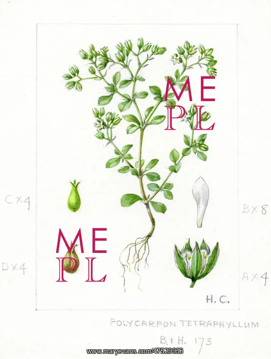 : Polycarpon tetraphyllum - four-leaved allseed : Polycarpon tetraphyllum - four-leaved allseed