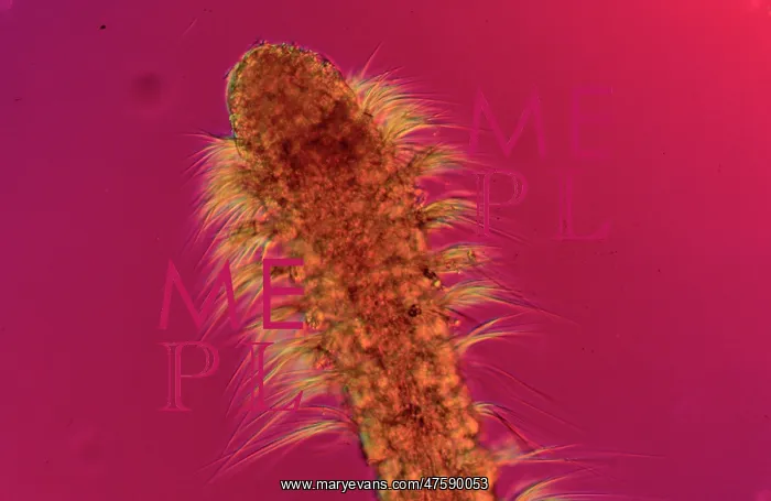 : Polychaete worm : Polychaete worm