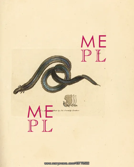 : Polychaete worm, Phyllodoce lamelligera : Polychaete worm, Phyllodoce lamelligera