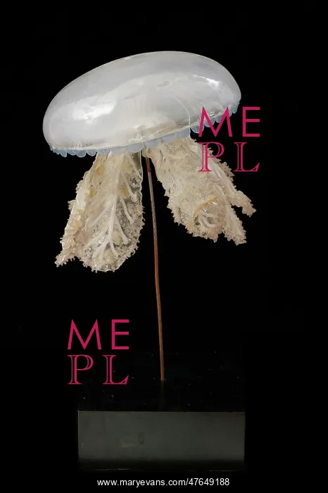 : Polyclonia frondosa, jellyfish : Polyclonia frondosa, jellyfish