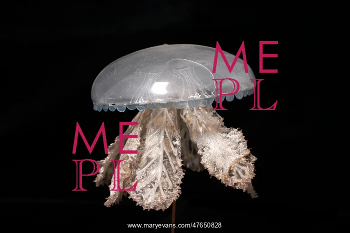 : Polyclonia frondosa, jellyfish : Polyclonia frondosa, jellyfish