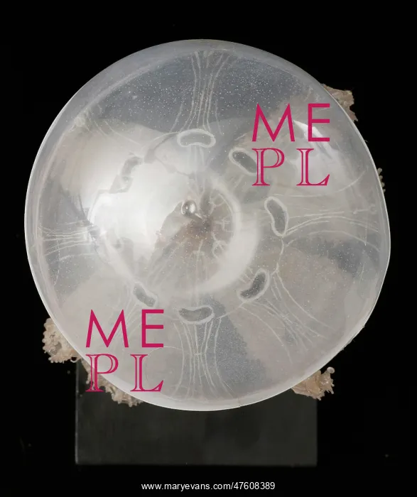 : Polyclonia frondosa, jellyfish model : Polyclonia frondosa, jellyfish model