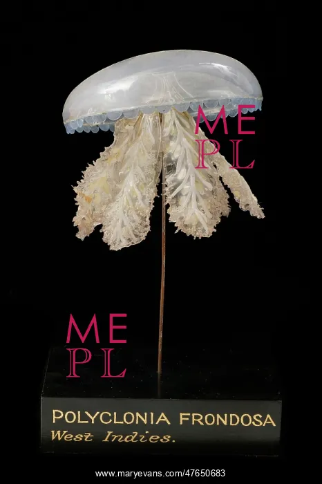 : Polyclonia frondosa, jellyfish model : Polyclonia frondosa, jellyfish model