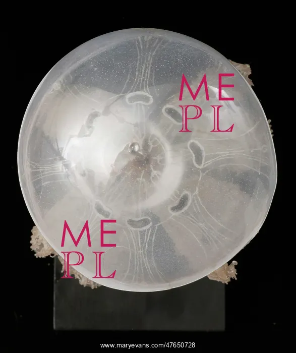 : Polyclonia frondosa, jellyfish model : Polyclonia frondosa, jellyfish model