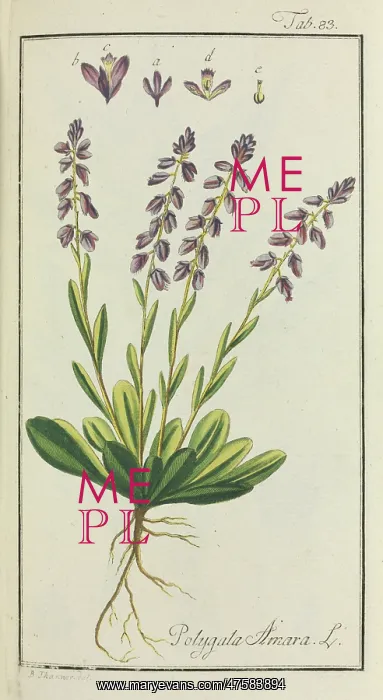 : Polygala amara, dwarf milkwort : Polygala amara, dwarf milkwort