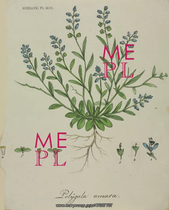 : Polygala amara (rev. amarella), dwarf milkwort : Polygala amara (rev. amarella), dwarf milkwort