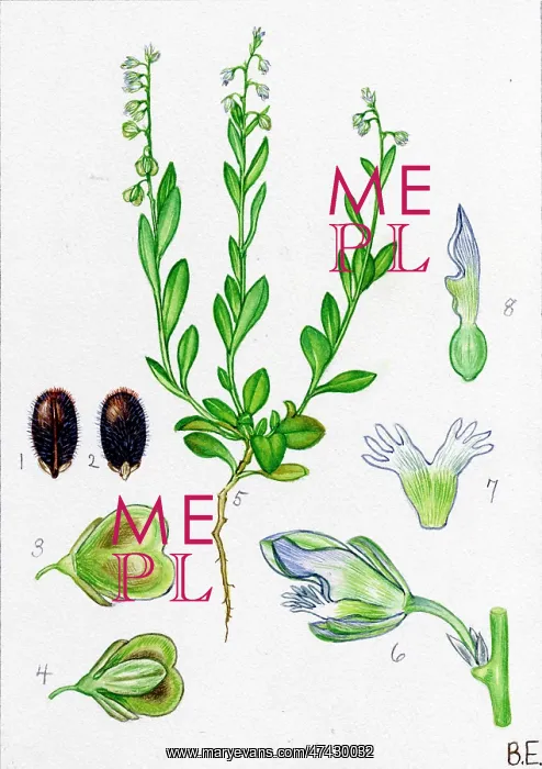  : Polygala austriaca