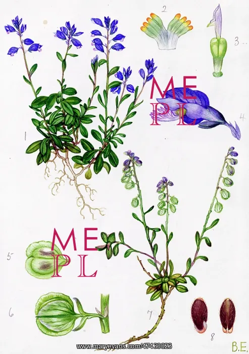  : Polygala calcarea