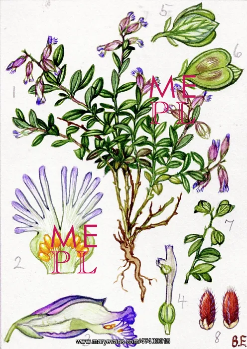  : Polygala serpyllifolia