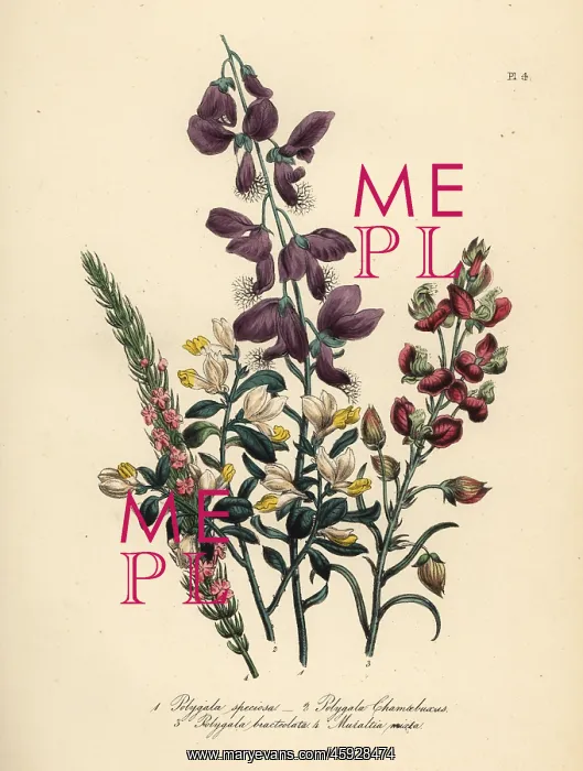 : Polygala species : Polygala species