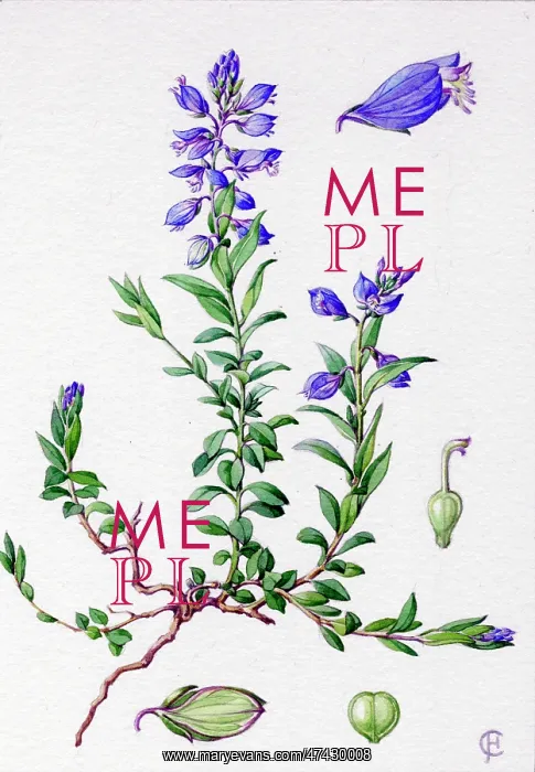  : Polygala vulgaris