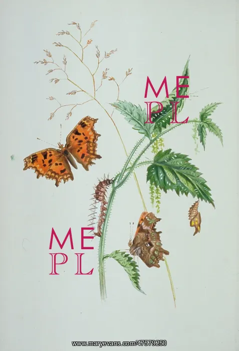 : Polygonia c-album, comma : Polygonia c-album, comma