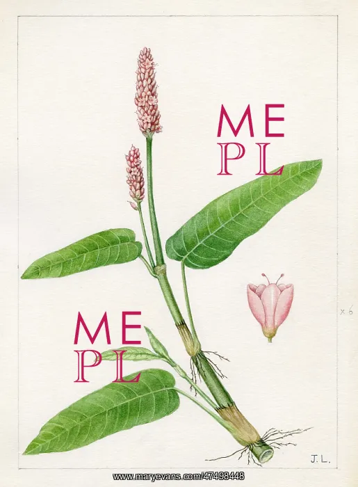 : Polygonum amphibium - water knotweed : Polygonum amphibium - water knotweed