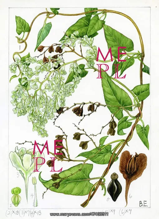 : Polygonum baldschuanicum - Russian-vine : Polygonum baldschuanicum - Russian-vine