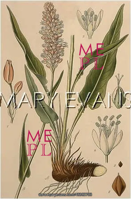  : POLYGONUM BISTORTA