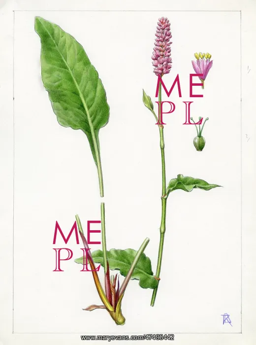 : Polygonum bistorta - bistort : Polygonum bistorta - bistort