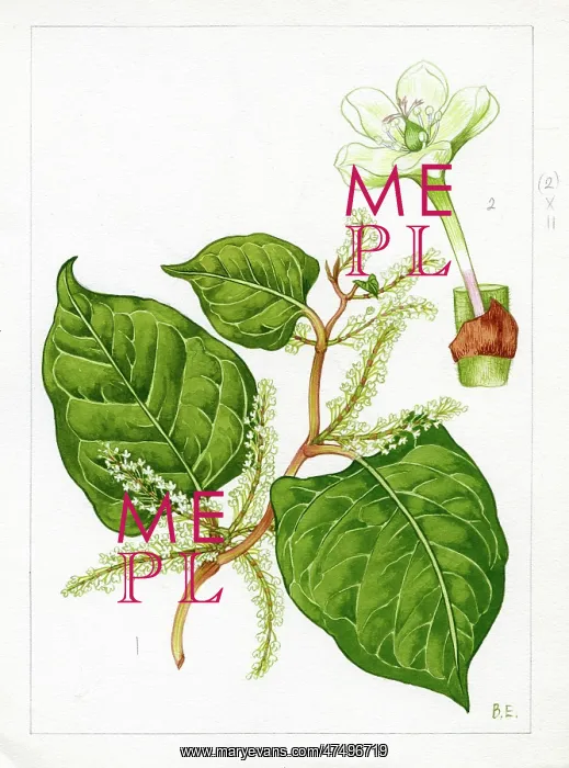: Polygonum cuspidatum - Japanese knotweed : Polygonum cuspidatum - Japanese knotweed