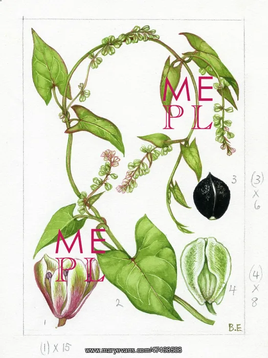 : Polygonum dumetorum - climbing false buck : Polygonum dumetorum - climbing false buck