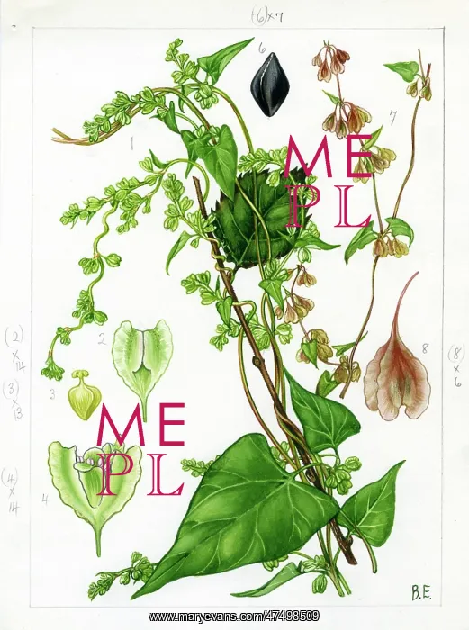 : Polygonum dumetorum - climbing false buck : Polygonum dumetorum - climbing false buck