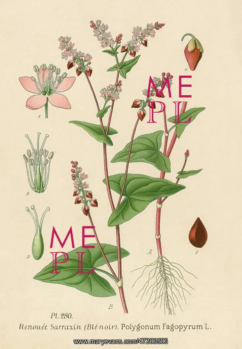 : POLYGONUM FAGOPYRUM : POLYGONUM FAGOPYRUM