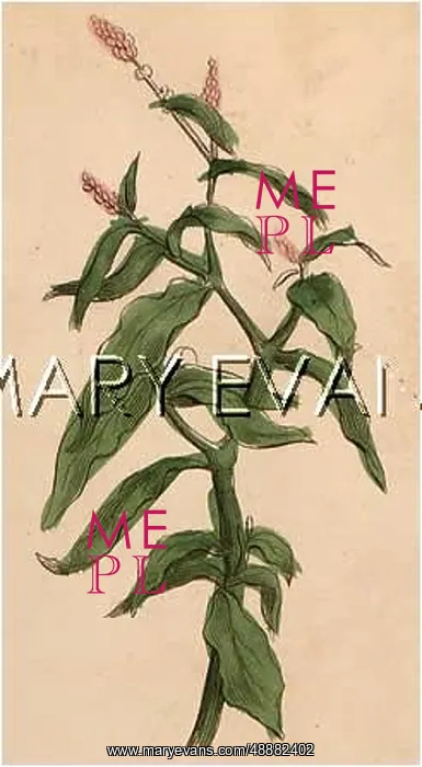  : POLYGONUM HYDROPIPER