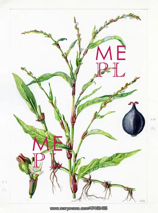 : Polygonum hydropiper - water pepper : Polygonum hydropiper - water pepper
