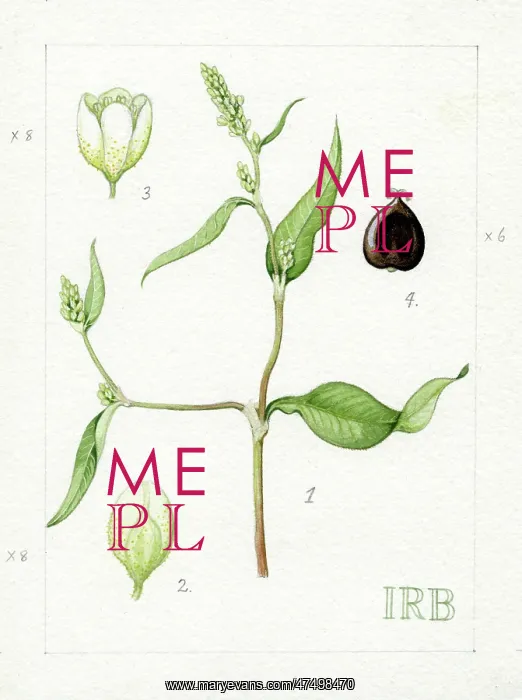 : Polygonum lapathifolium - pale smartweed : Polygonum lapathifolium - pale smartweed