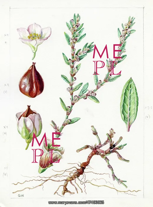 : Polygonum maritimum - knotgrass : Polygonum maritimum - knotgrass