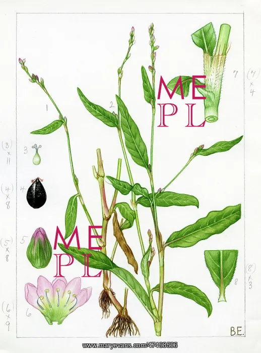 : Polygonum mite : Polygonum mite