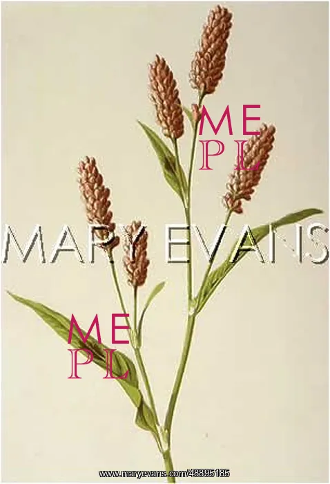  : POLYGONUM PERSICARIA