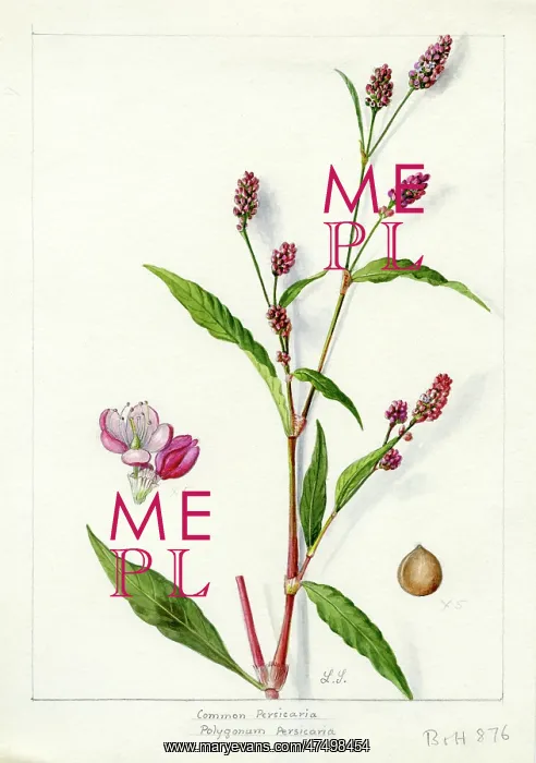 : Polygonum persicaria - redshank : Polygonum persicaria - redshank