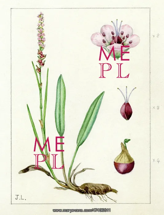 : Polygonum viviparum - alpine bistort : Polygonum viviparum - alpine bistort
