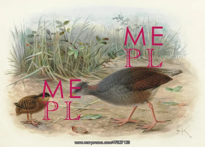 : Polynesian Megapode (young and adult) : Polynesian Megapode (young and adult)