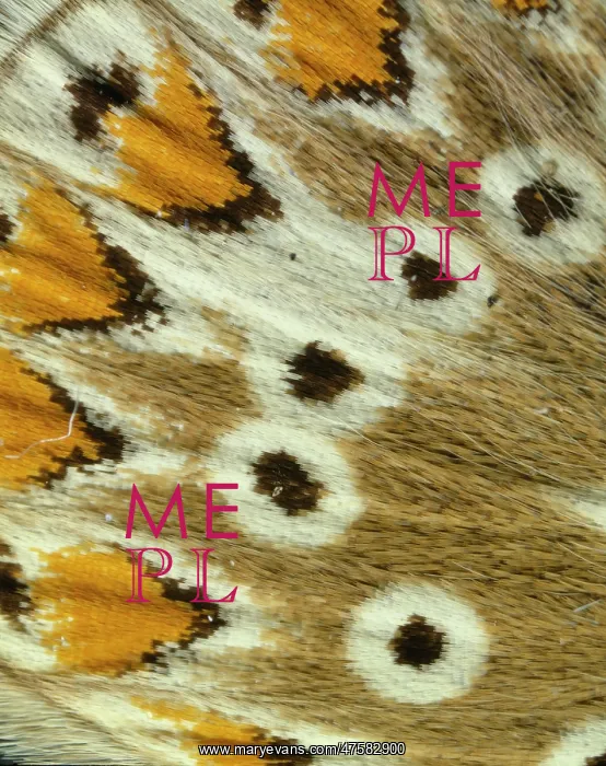 : Polyommatus icarus, common blue : Polyommatus icarus, common blue