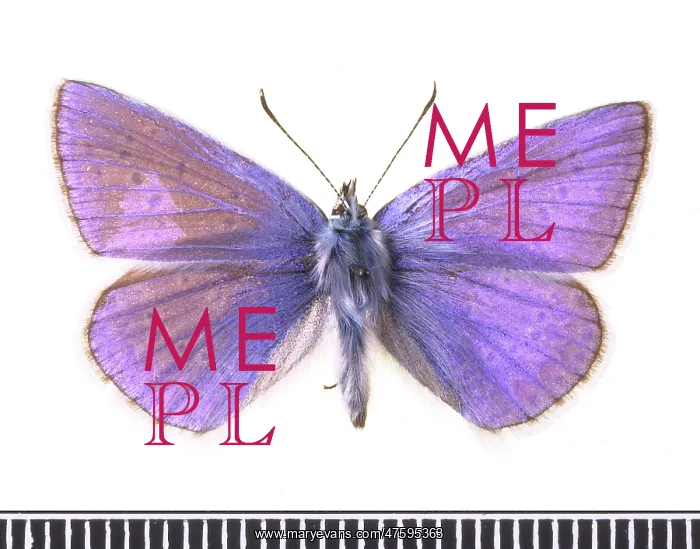 : Polyommatus icarus, common blue : Polyommatus icarus, common blue