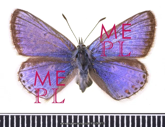 : Polyommatus icarus, common blue : Polyommatus icarus, common blue