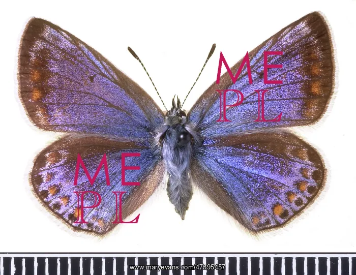 : Polyommatus icarus, common blue : Polyommatus icarus, common blue