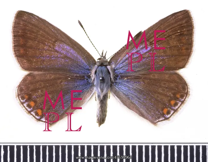 : Polyommatus icarus, common blue : Polyommatus icarus, common blue