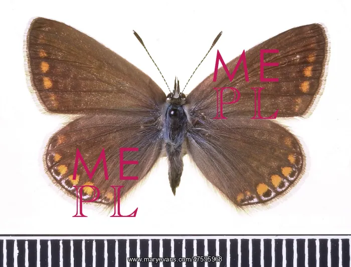 : Polyommatus icarus, common blue : Polyommatus icarus, common blue