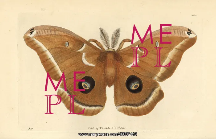 : Polyphemus moth, Antheraea polyphemus : Polyphemus moth, Antheraea polyphemus