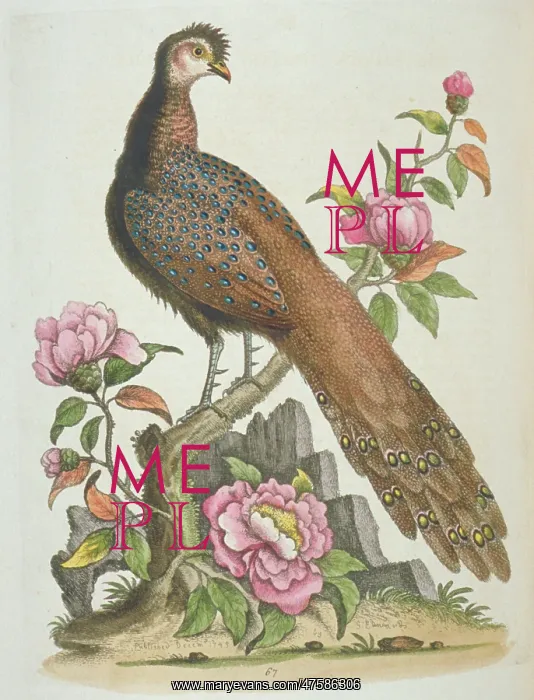 : Polyplectron bicalcaratum, grey peacock-pheasant : Polyplectron bicalcaratum, grey peacock-pheasant