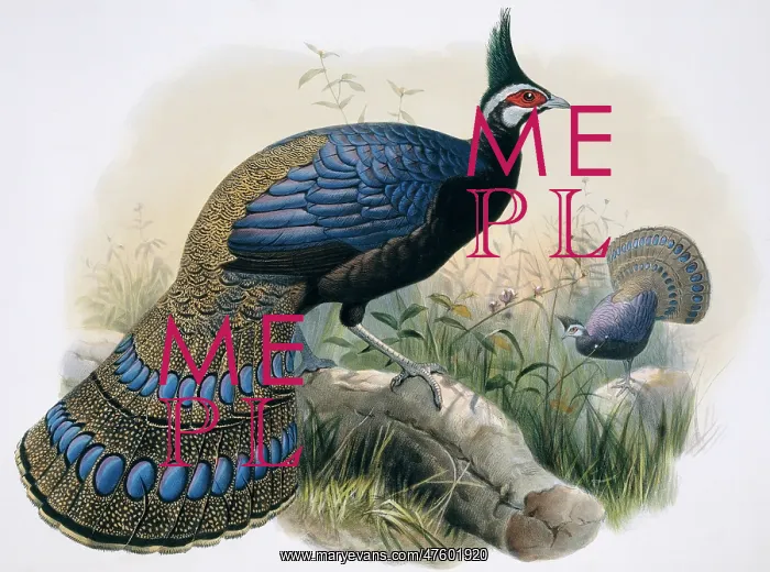 : Polyplectron napoleonis, Palawan peacock-pheasant : Polyplectron napoleonis, Palawan peacock-pheasant