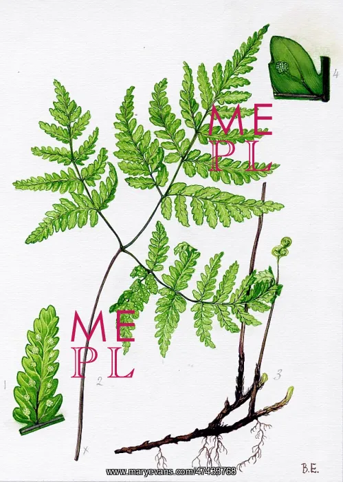  : Polypodium dryopteris