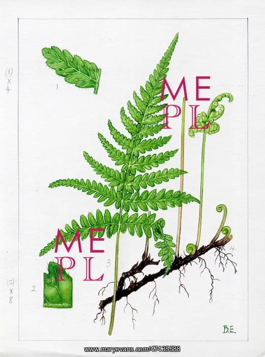  : Polypodium phegopteris