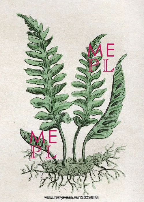  : POLYPODIUM VULGARE