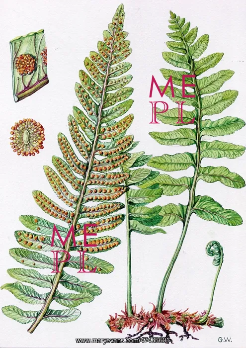 : Polypodium vulgare : Polypodium vulgare