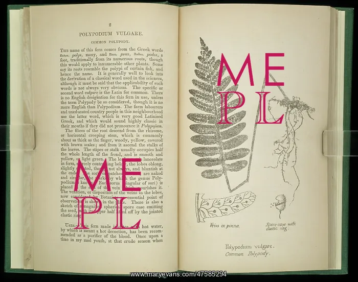  : Polypodium vulgare, fern