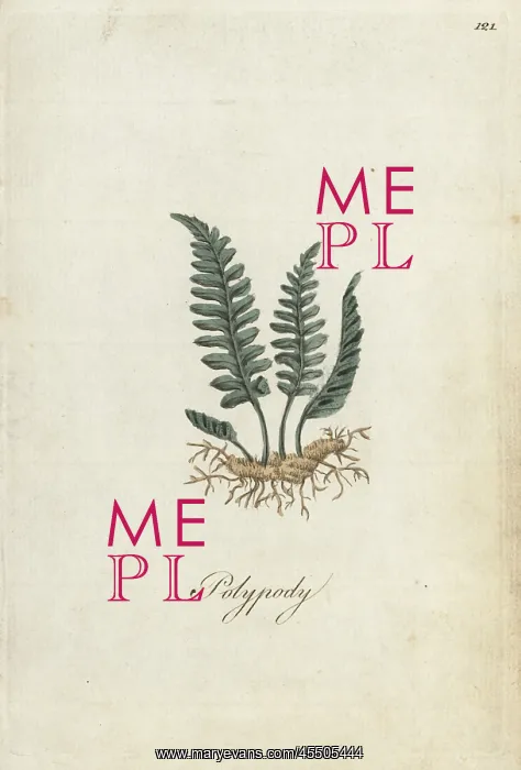 : Polypody fern, Polypodium officinalis : Polypody fern, Polypodium officinalis