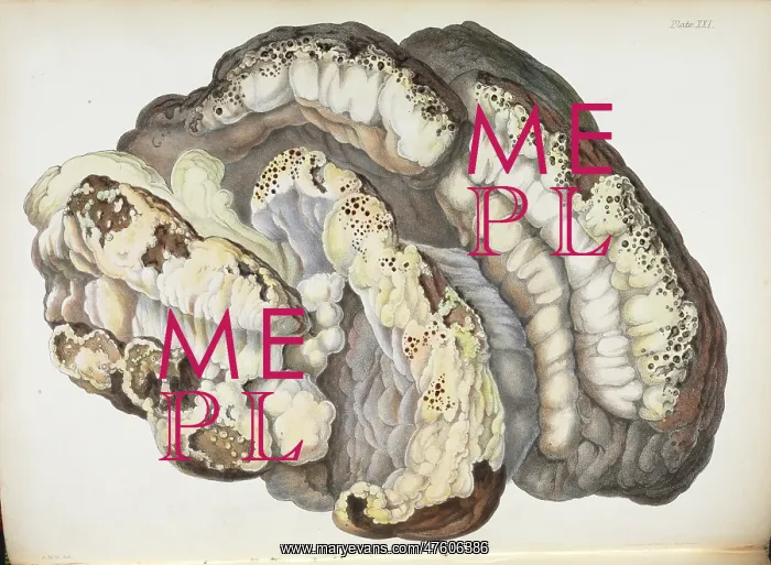 : Polyporus dryadeus : Polyporus dryadeus