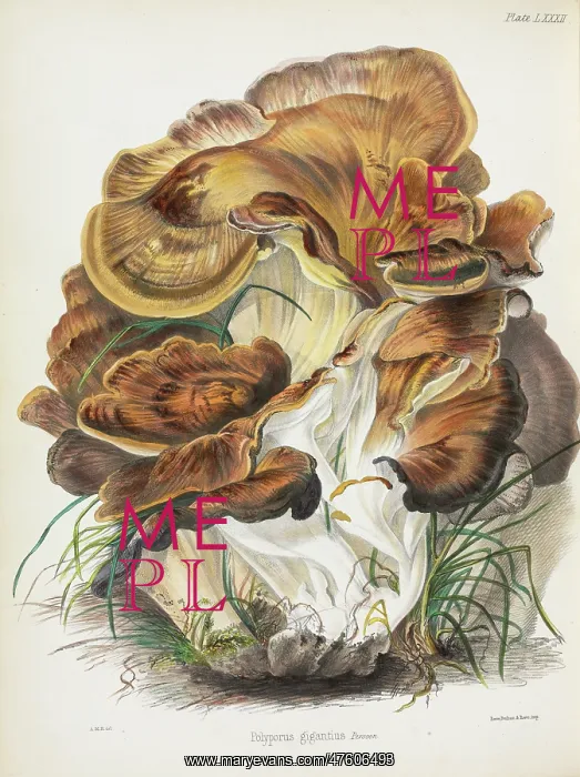 : Polyporus gigantius : Polyporus gigantius